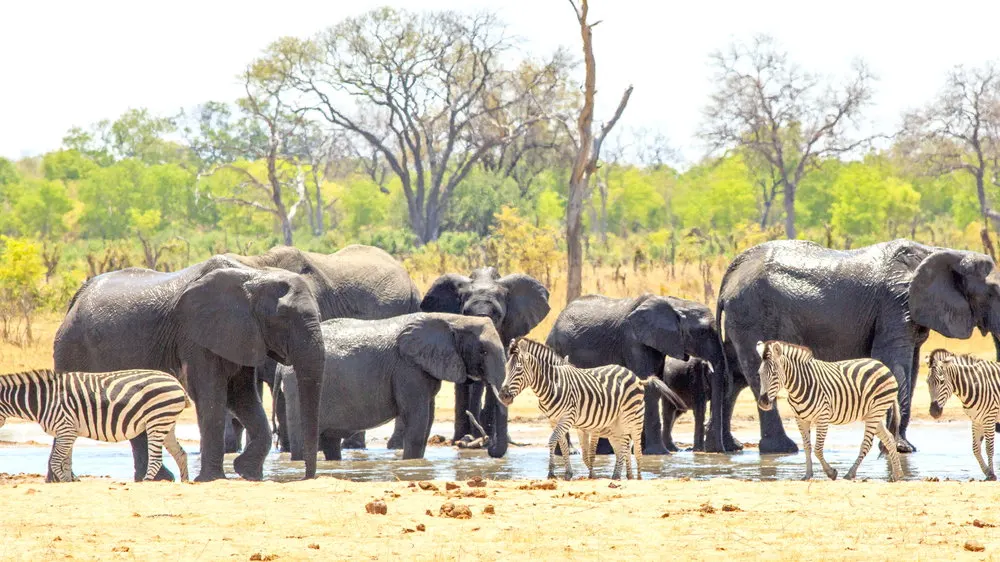 10-day big five safari Bulawayo Zimbabwe Safaris focus across Mana Pools National Park