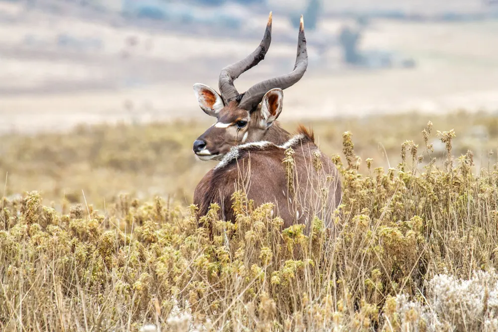 6-day Lalibela Ethiopia safari focus across Simien Mountains National Park