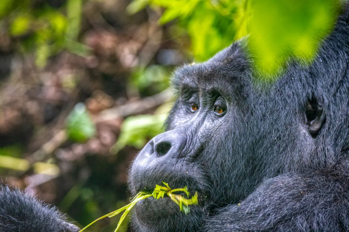 9 Day Luxury Gorilla Trekking in Mgahinga Gorilla