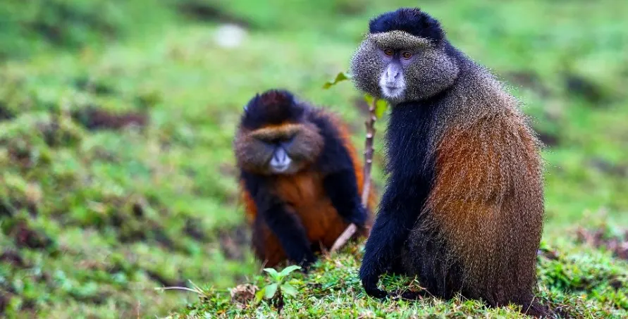 9-day Nyiragongo safari focus across  Virunga National Park On Dr Congo Safari Tours
