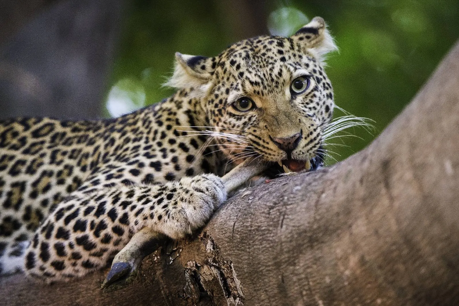 8-day leopard safari Nkhotakota Malawi in Liwonde National Park