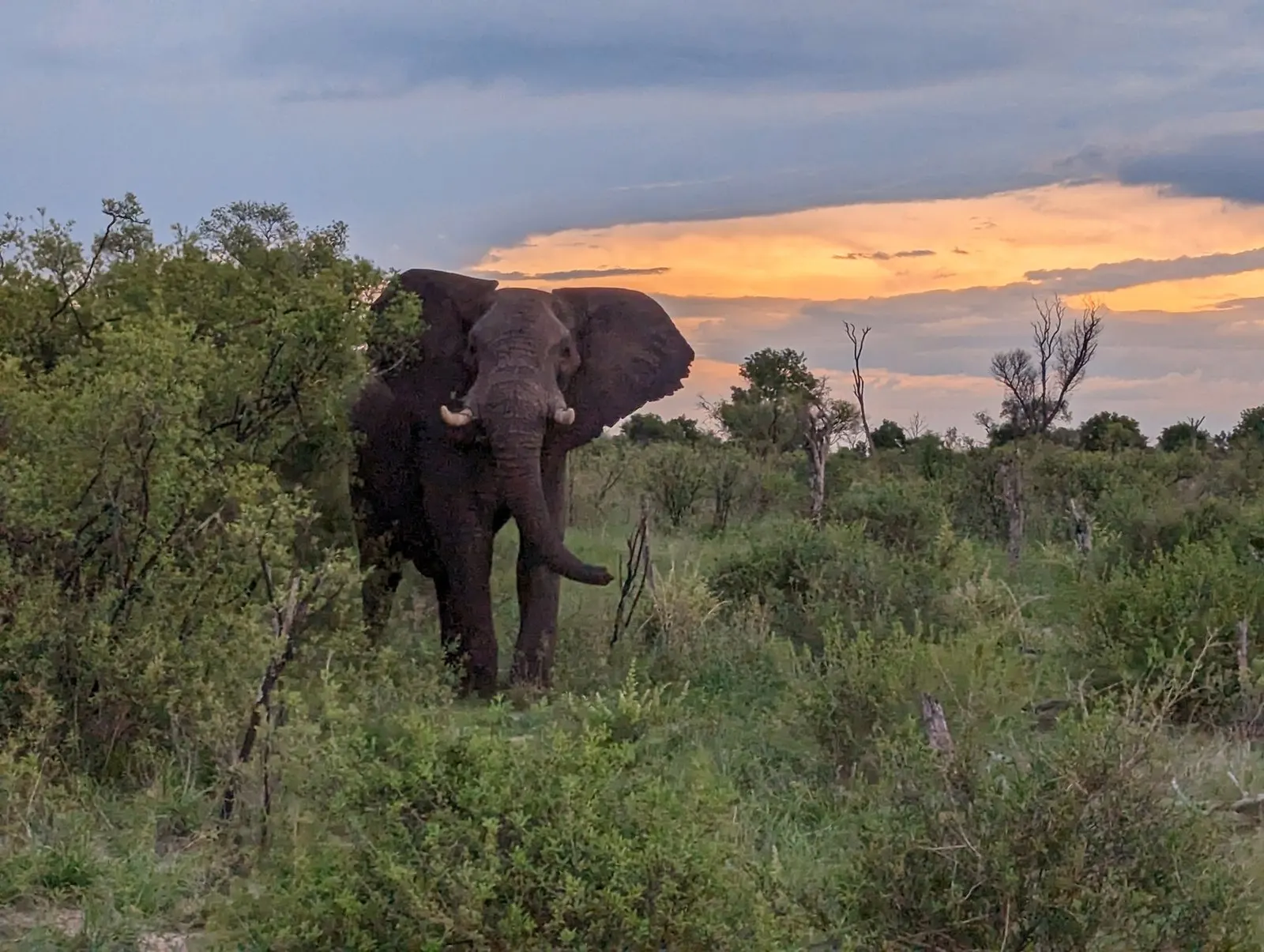 10-day Harare itineraries On Zimbabwe Safaris, and Guided time in Hwange National Park