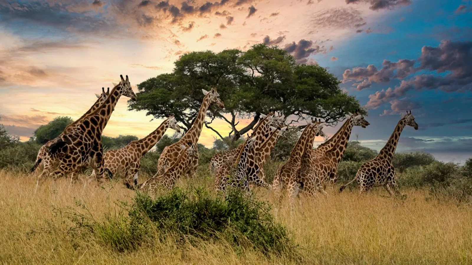 10-day Ethiopia Tour Harar from uk  in Simien Mountains National Park