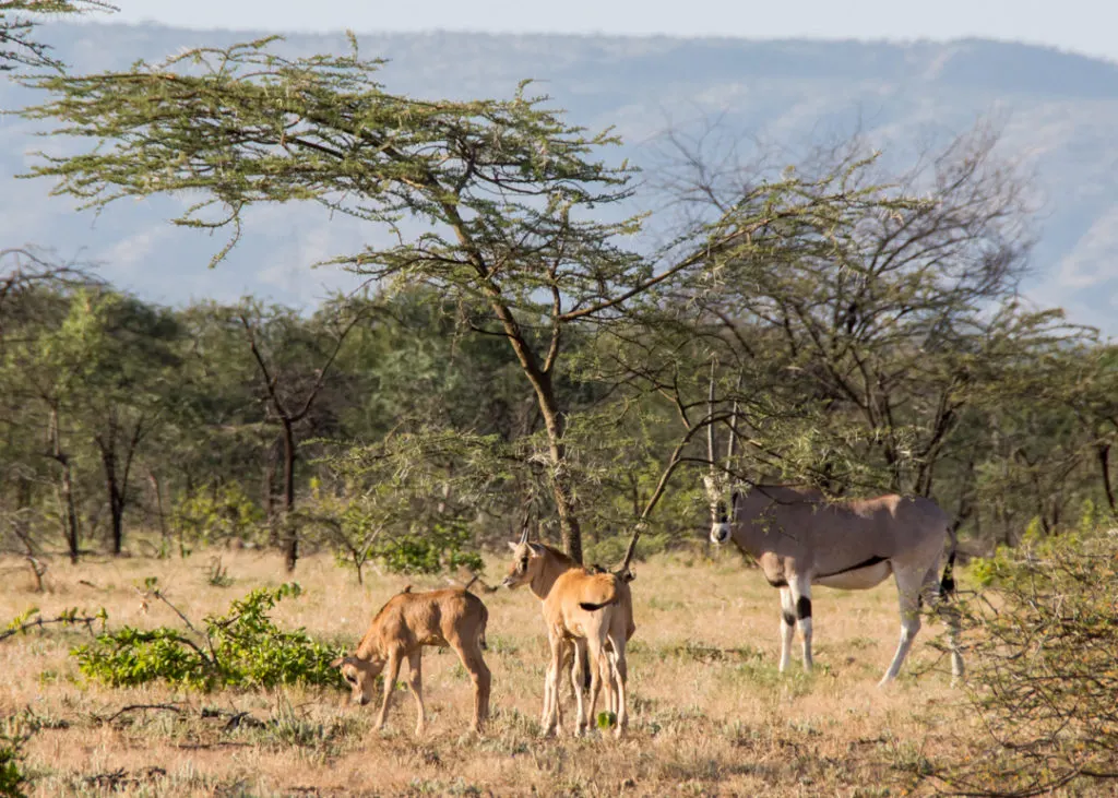 10-day Lake Tana Ethiopia Safari focus across Danakil Depression