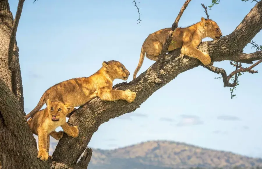 9-day Tanzania Pemba safari Including Kilimanjaro National Park on african safari tanzania