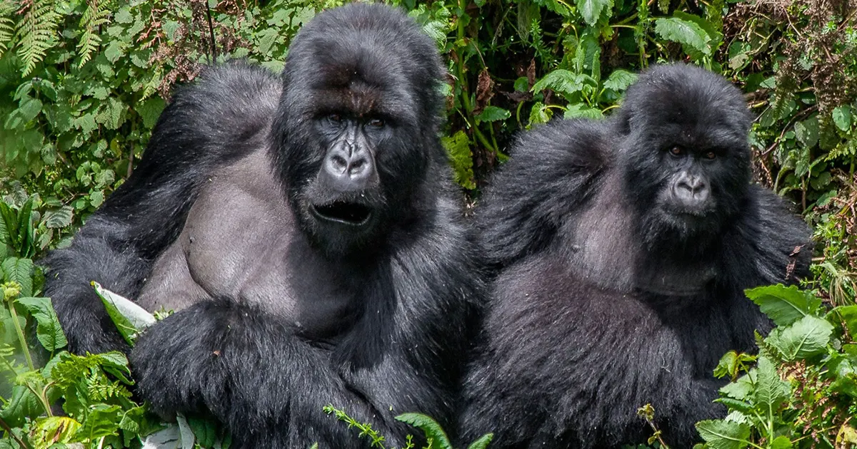 9 Day Gorilla Trekking Safaris in Bwindi National Park Uganda