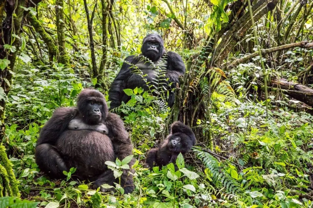 10-day Democratic Republic of Congo rainforest safari  in Virunga National Park
