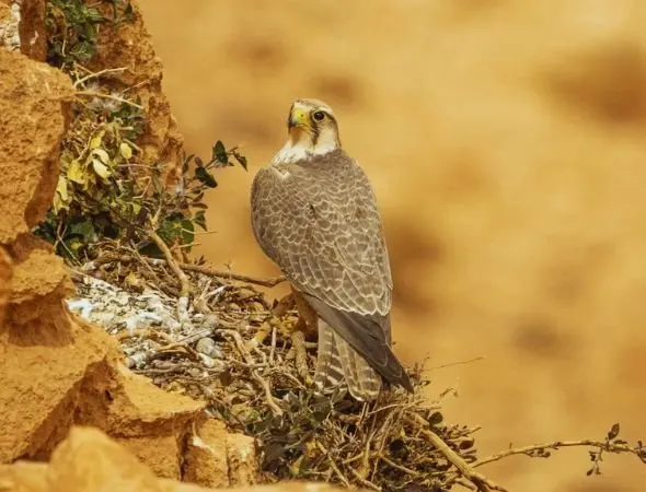 8-day Sahara Desert birding safari Tours  