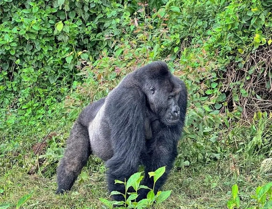 10-day  Nyiragongo safari focus across  Kahuzi-Biega National Park On Safari Tour Dr Congo