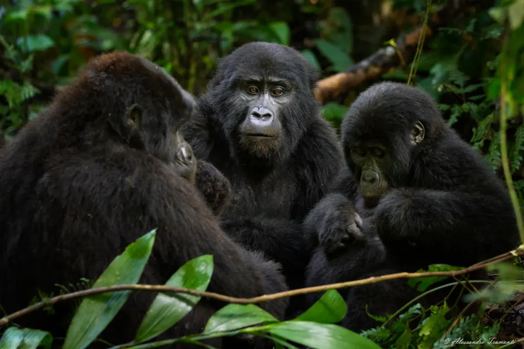 10-day africa safari Democratic Republic of Congo Virunga National Park