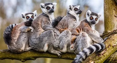 8-day Madagascar Antananarivo tours focus across Madagascar Guided time in Nosy Be