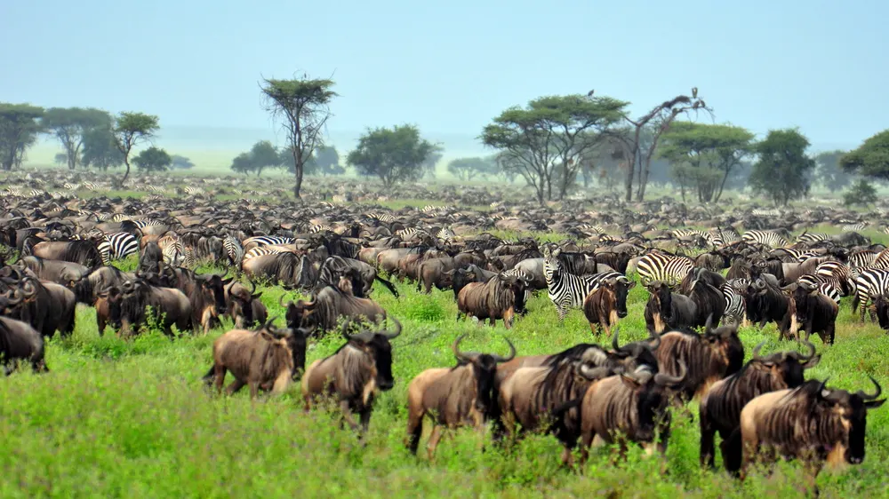 10-day Jambiani from usa focus across Tanzania Safaris in Serengeti National Park