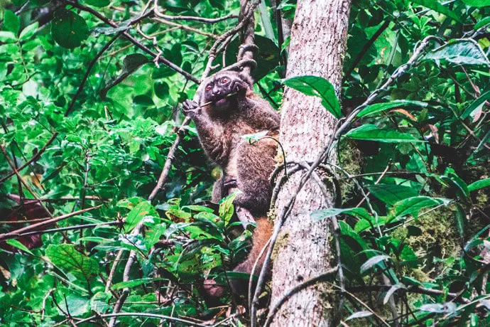 8-day Nosy Be Madagascar Safaris In  Isalo National Park