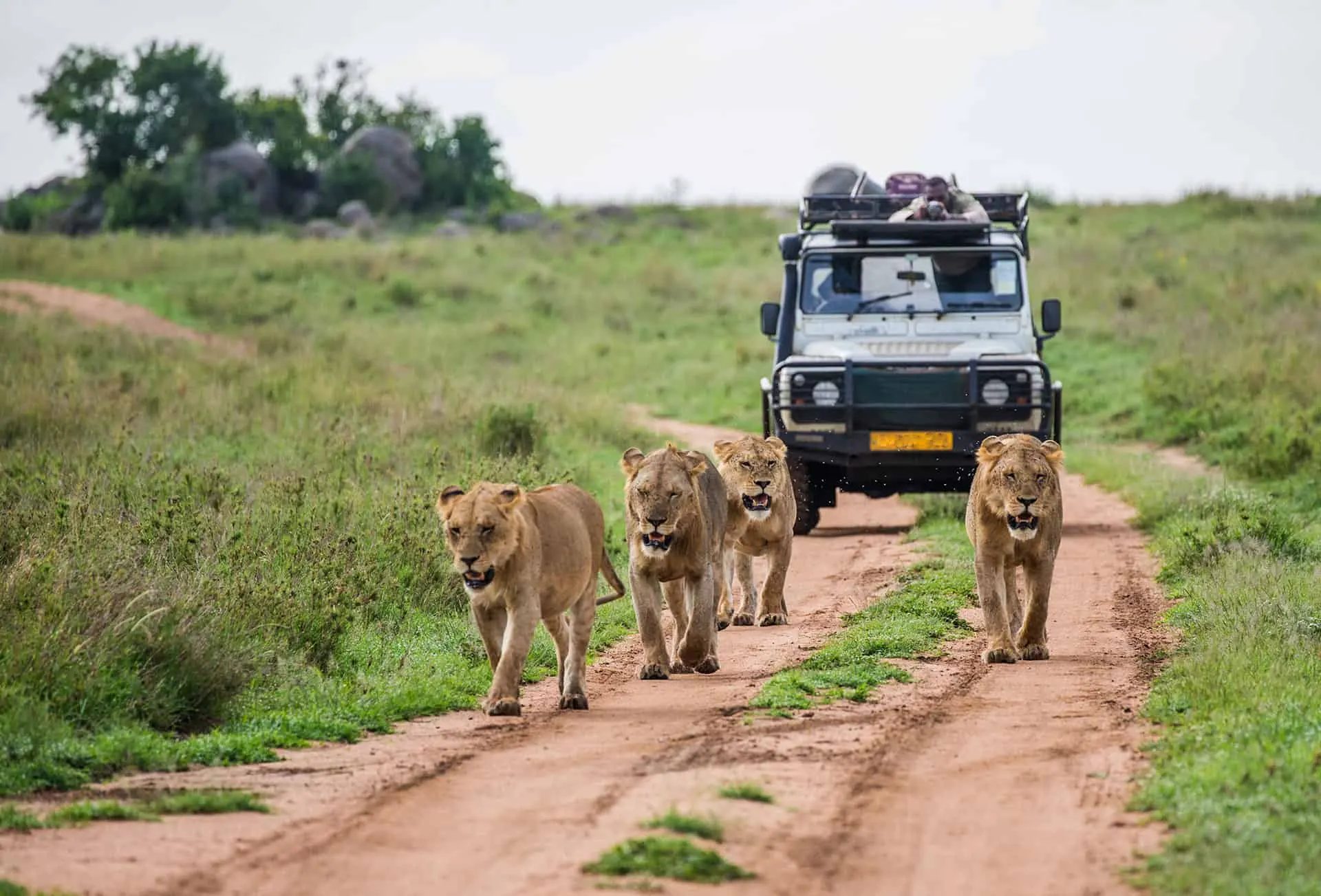 6-day self drive safari holiday South Africa focus across  Kruger National Park