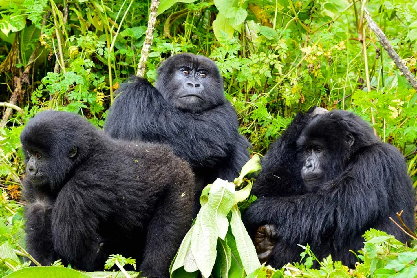 8-day big five safari Mikeno DR Congo focus across Virunga National Park On Best Dr Congo Safaris