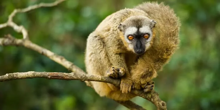 6-day Morondava safaris focus across Madagascar Guided time in Nosy Be