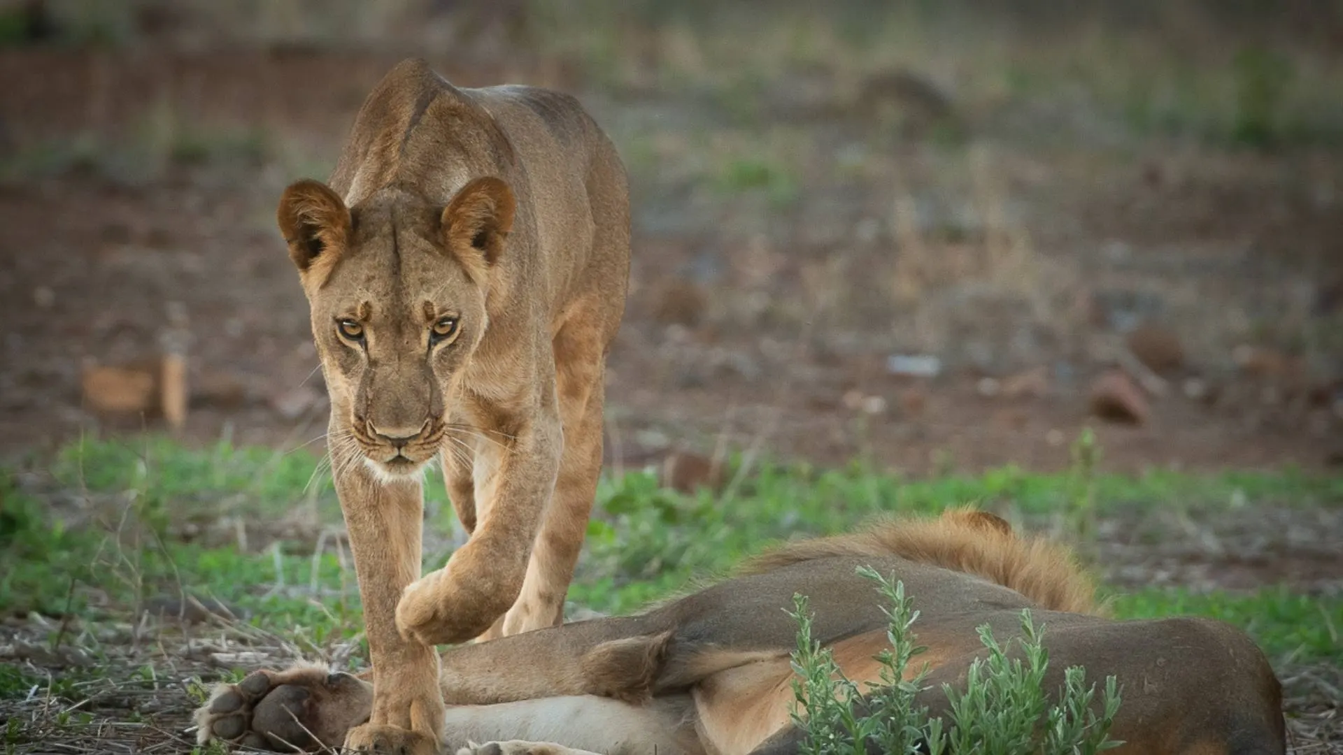 10-day Bulawayo vacation On Budget Zimbabwe Safaris and Guided time in Mana Pools National Park