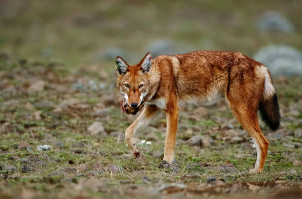 6-day Ethiopia Safari Lalibela from usa focus across Bale Mountains National Park