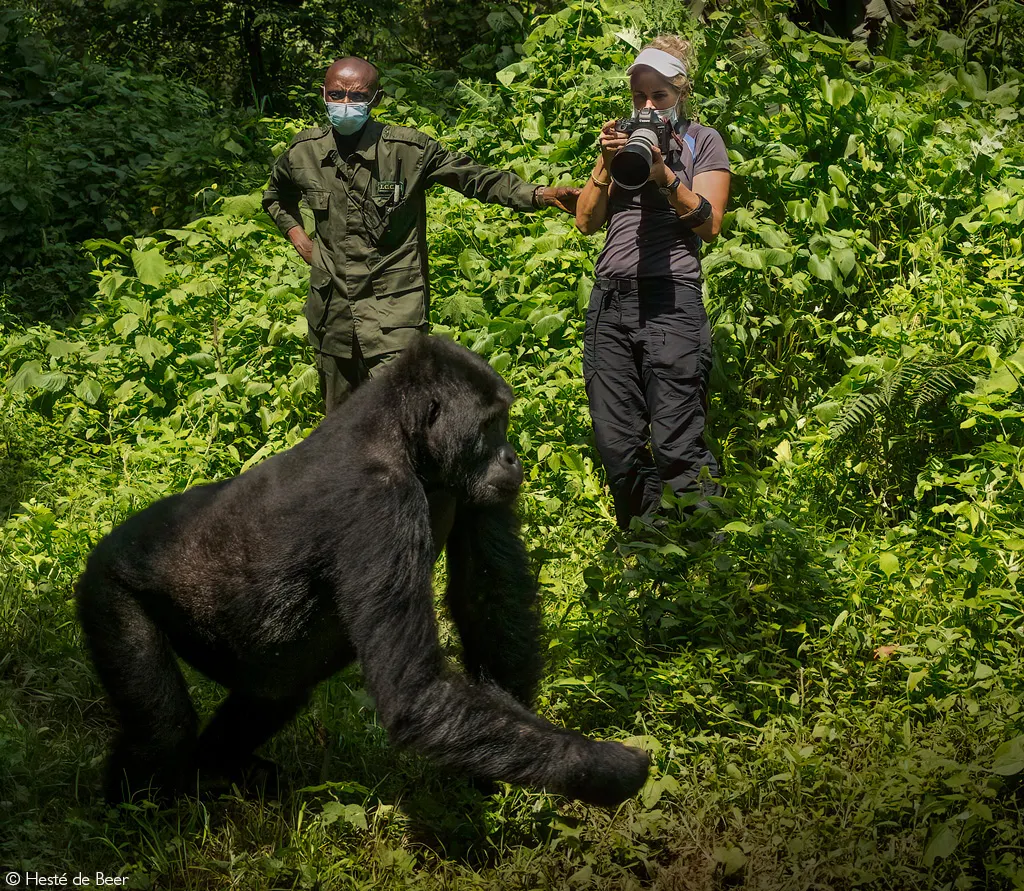 10-day  Kahuzi-Biega safari focus across  Nyiragongo volcano zone On Dr Congo Safari Tours