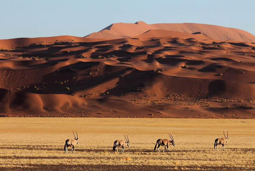 10-day Namibia Safaris Namib Desert from usa in Sossusvlei