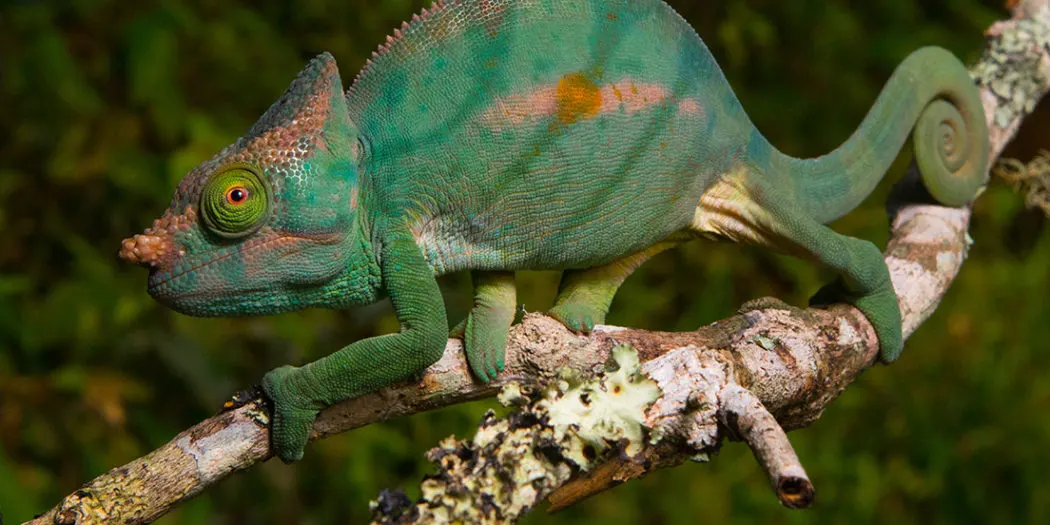 6-day Isalo vacation on Luxury Madagascar Safaris  in Avenue of the Baobabs
