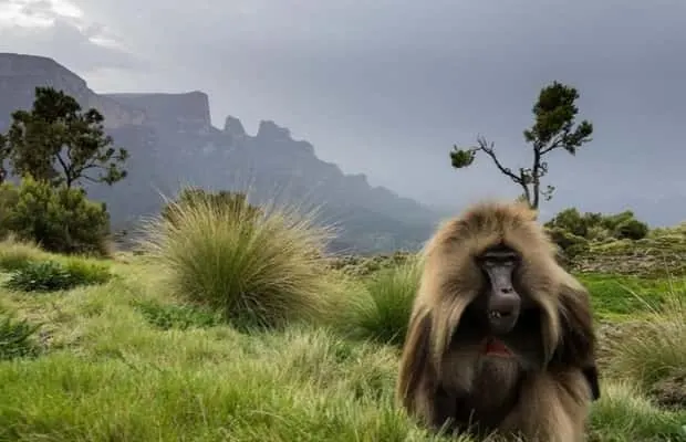 8-day Bale Mountains price focus across Omo Valley On Ethiopia Tour Safaris