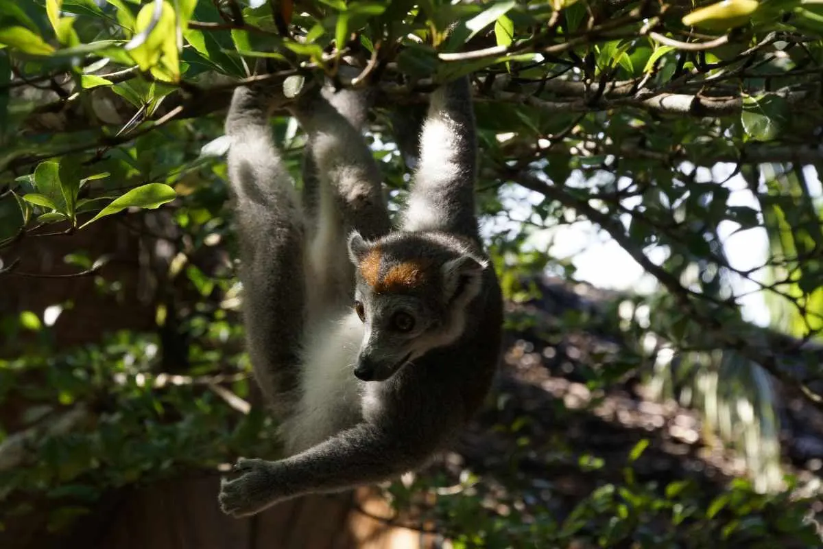 10-day Ankarana MadagascarLuxury safaris Guided time in Andasibe-Mantadia