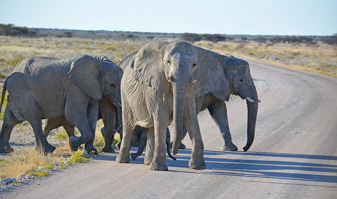 6-day elephant safari Skeleton Coast Namibia Safaris in Etosha National Park