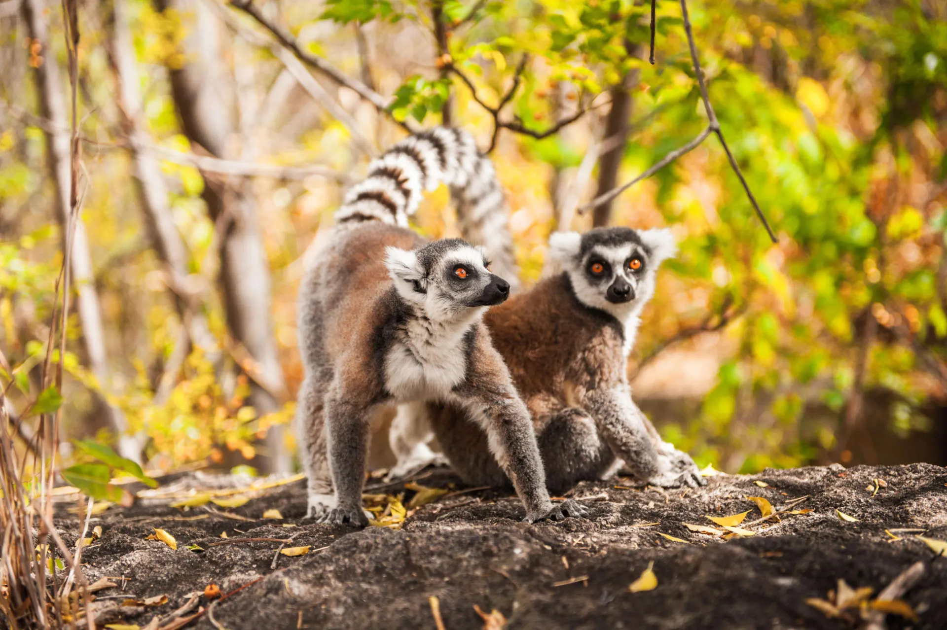 7-day Avenue of the Baobabs holidays focus across Madagascar Safari Tours in Ranomafana National Park