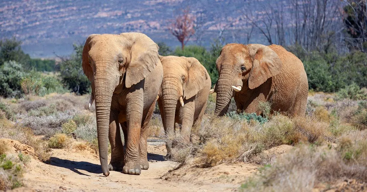 7-day Rumangabo from uk focus across DR Congo Guided time in Garamba National Park