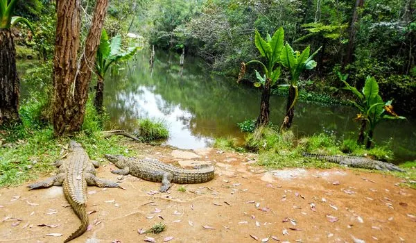 6-day Morondava trip On Luxury Madagascar Tours in Ranomafana National Park