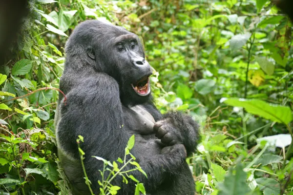 10-day safari Virunga National Park focus across  Virunga National Park On Dr Congo Tour Safaris