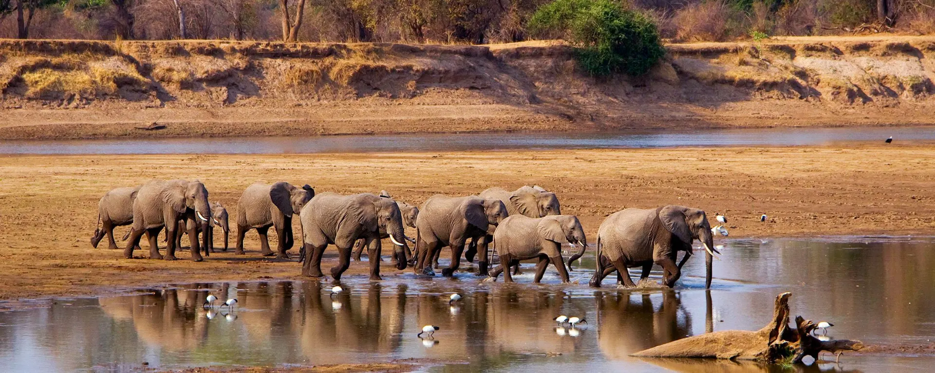 1-day North Luangwa safari cost  in South Luangwa National Park On Zambia Safaris