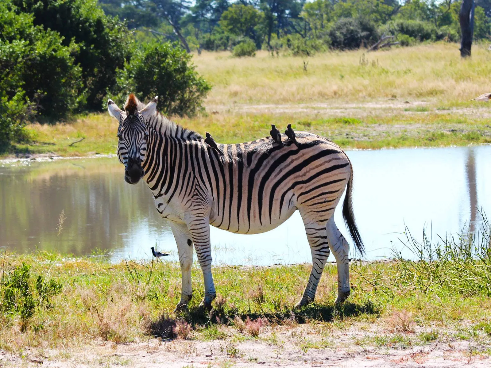 9-day Hwange big five safari On Zimbabwe Safaris and Guided time in Lake Kariba