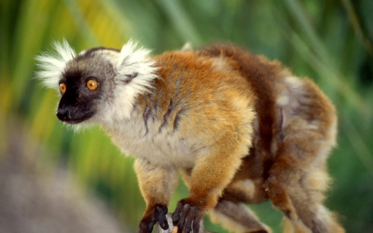 9-day Madagascar Ifaty itinerary Package On Madagascar Safari Tours  
