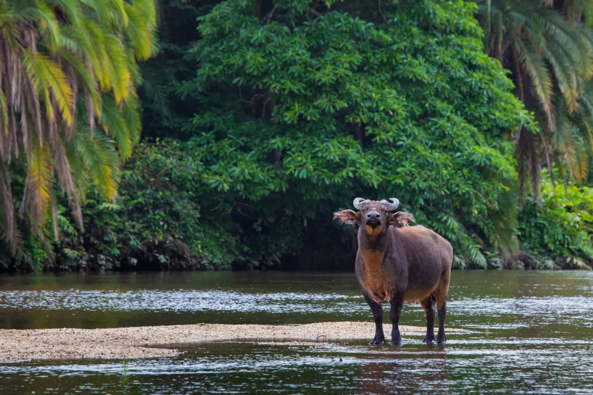 9-day safari Nyiragongo focus across  Kahuzi-Biega National Park On Dr Congo Safari