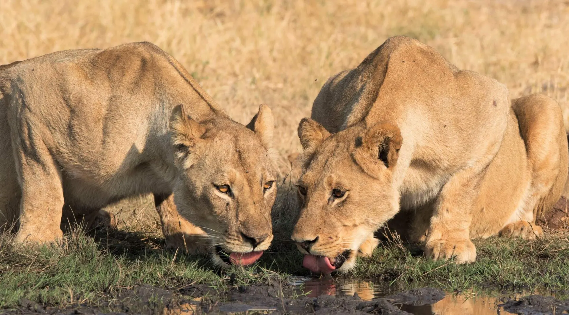 9-day lion safari Hwange Zimbabwe On Luxury Safari Zimbabwe