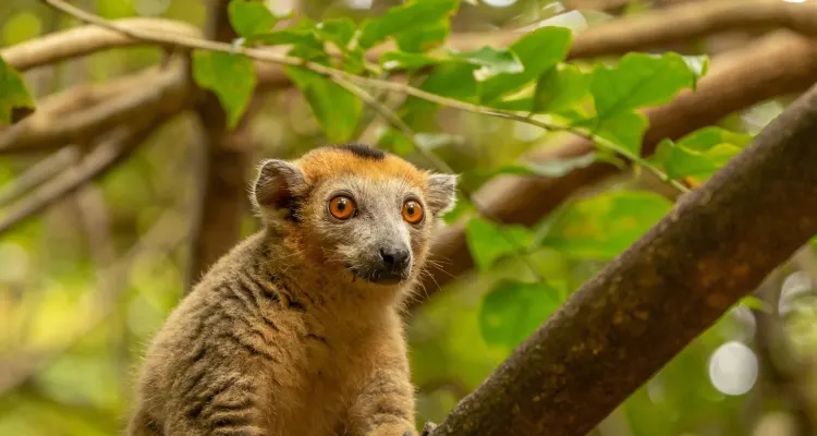 Madagascar 