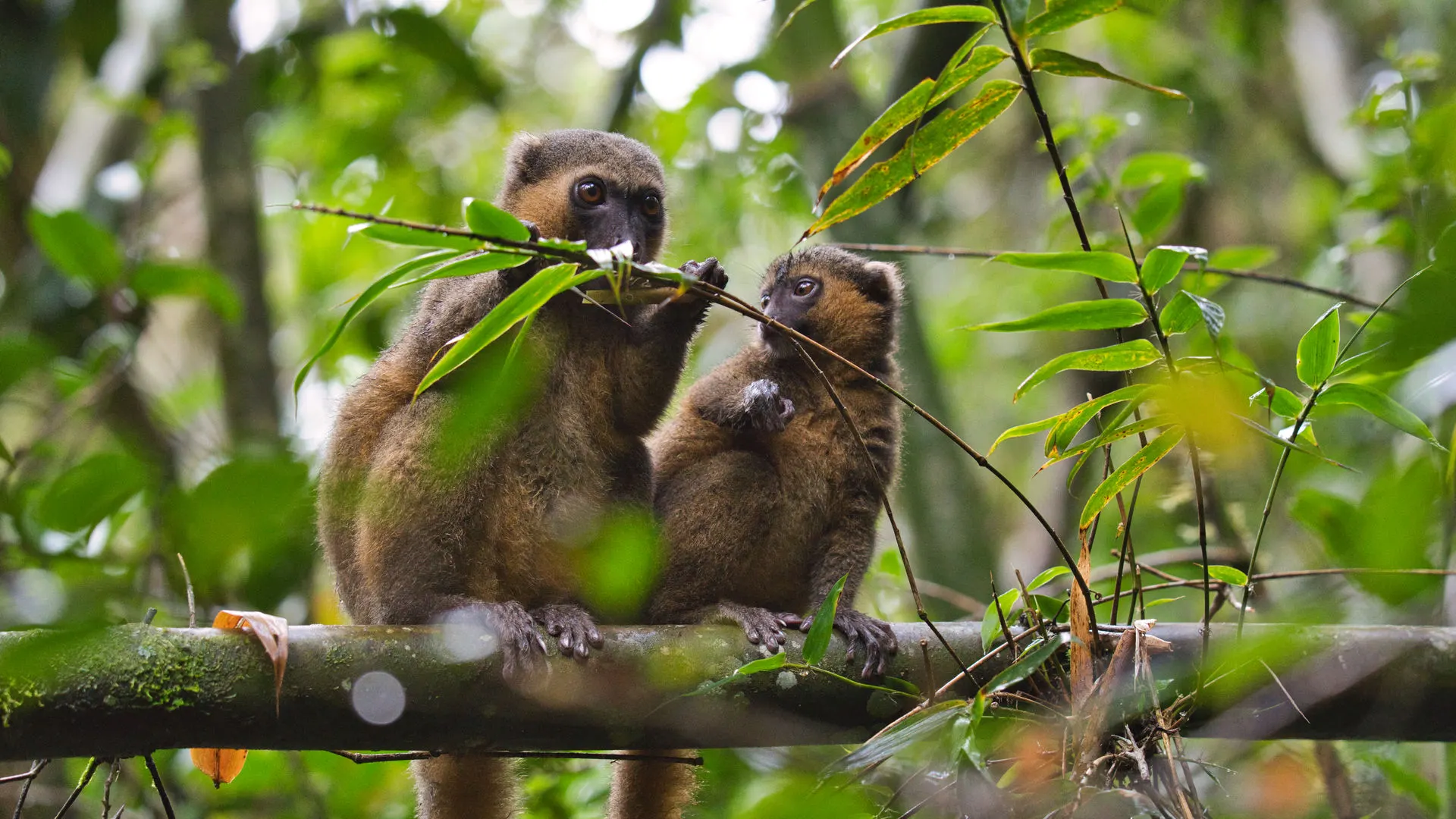 8-day Nosy Be safari focus across Madagascar Tours in Ranomafana National Park