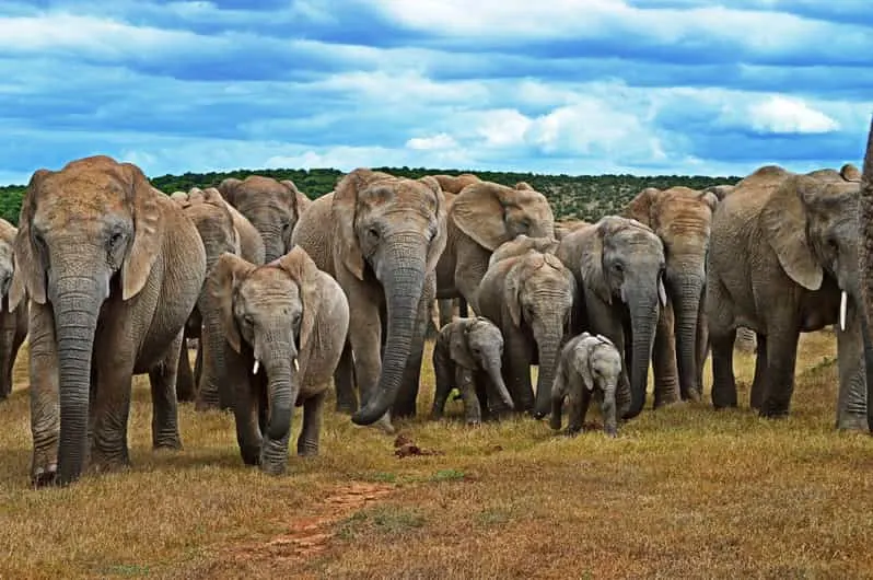 6-day South Africa garden route safari focus across Addo Elephant National Park