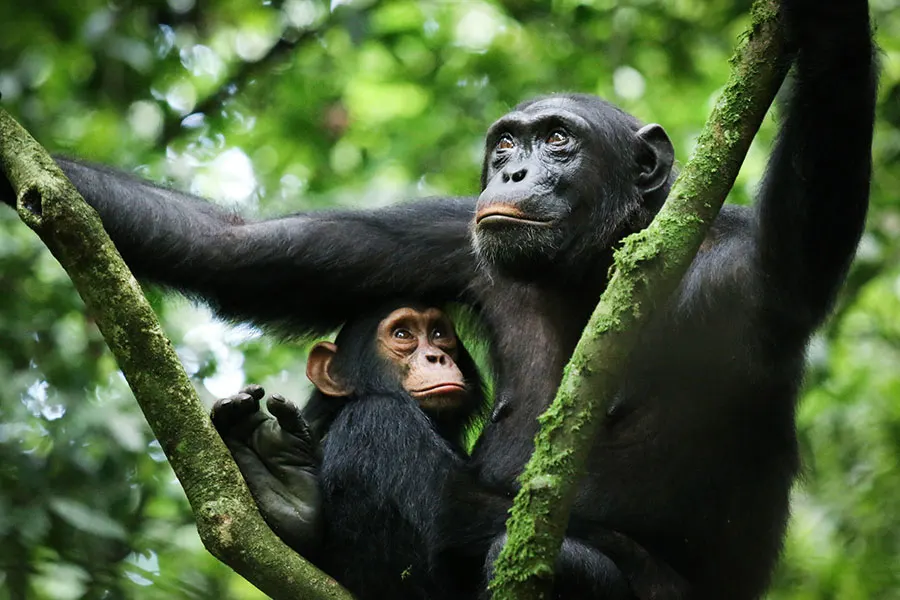 10-day chimpanzee safari holiday Democratic Republic of Congo in Kahuzi-Biega National Park