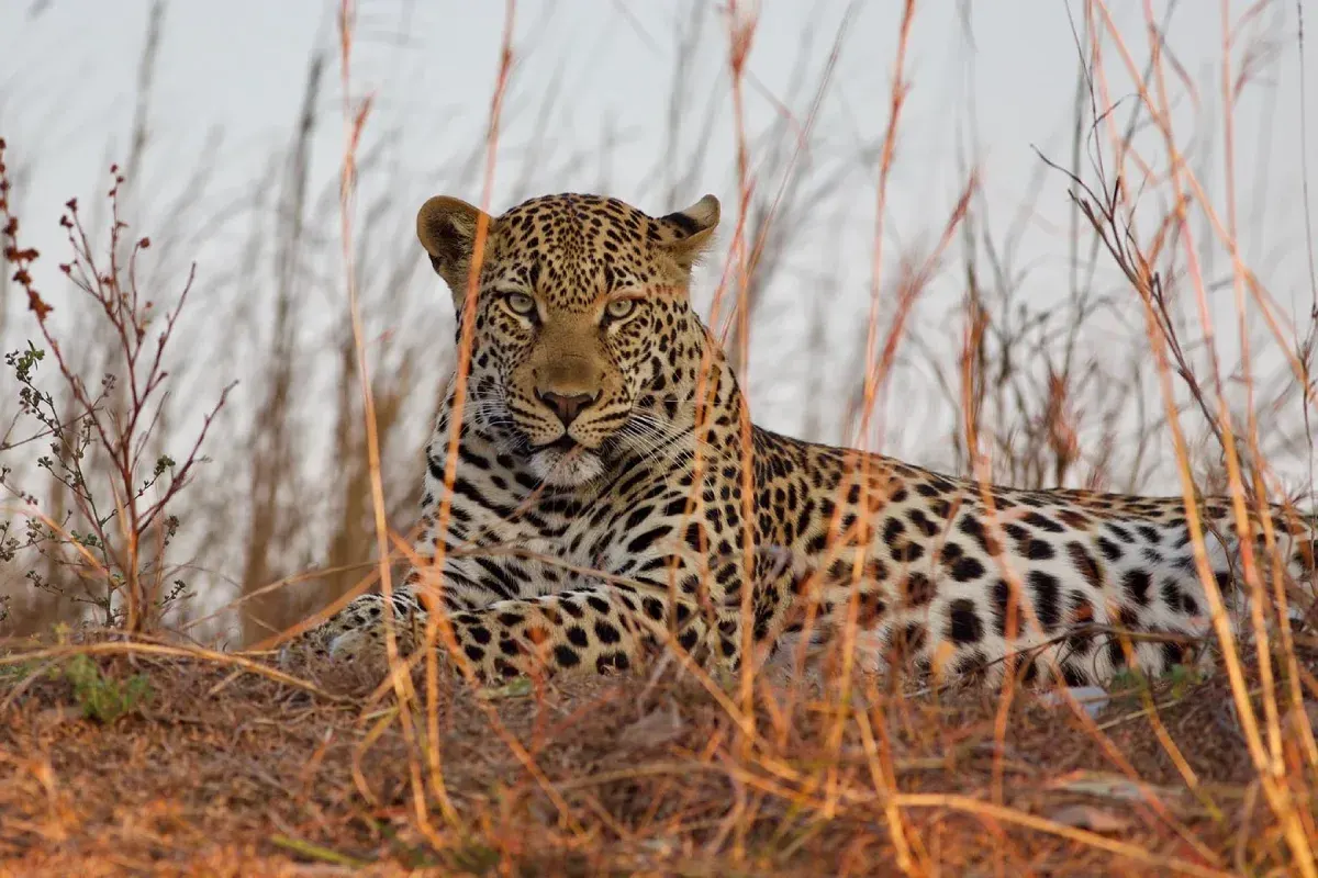 9-day Kasanka cost focus across Zambia Safaris in Lower Zambezi National Park