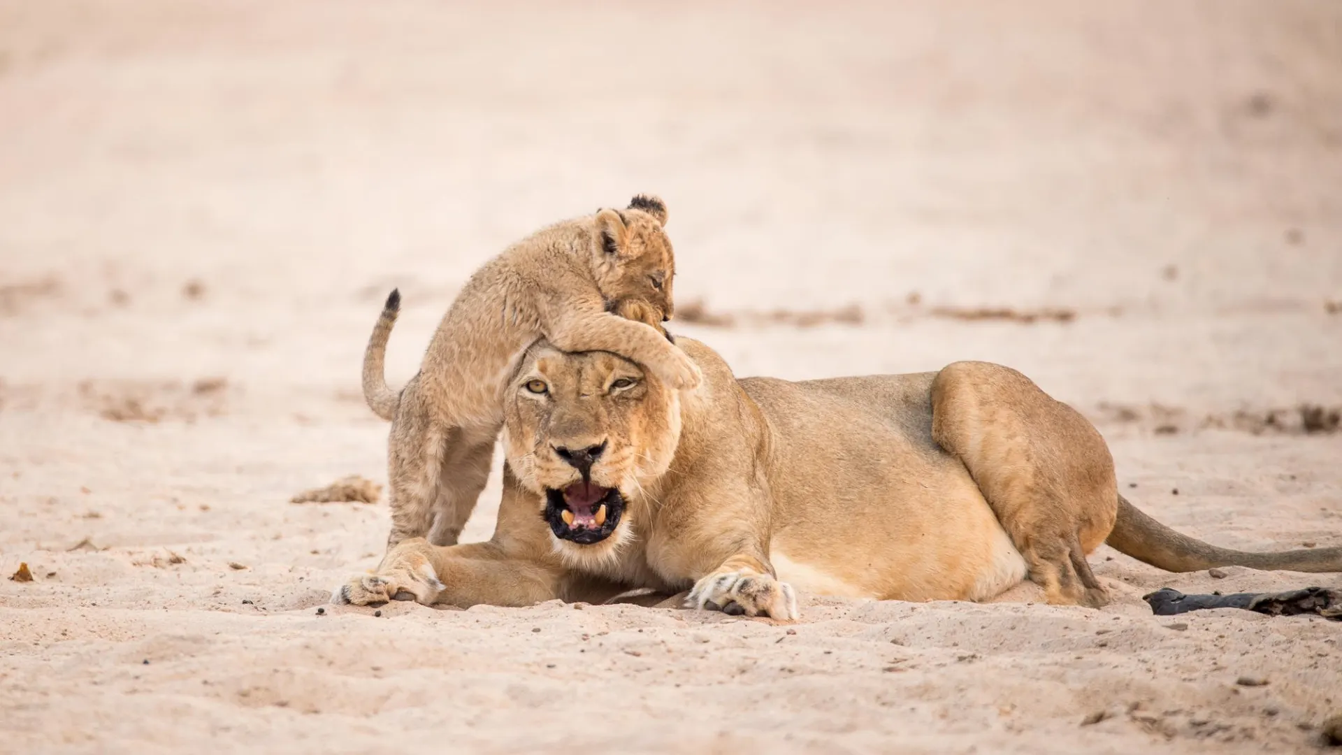 7-day Zimbabwe Gonarezhou from uk focus across Zimbabwe Tour Safaris  