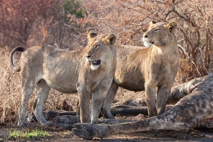 8-day Gorongosa packageOn Mozambique Safari Tours in Bazaruto Archipelago