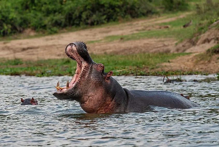7-day DR Congo Safaris Mount Nyiragongo safari focus across  Garamba National Park