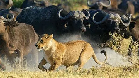 8-day lion safari Maputo Mozambique Safaris focus across Inhambane