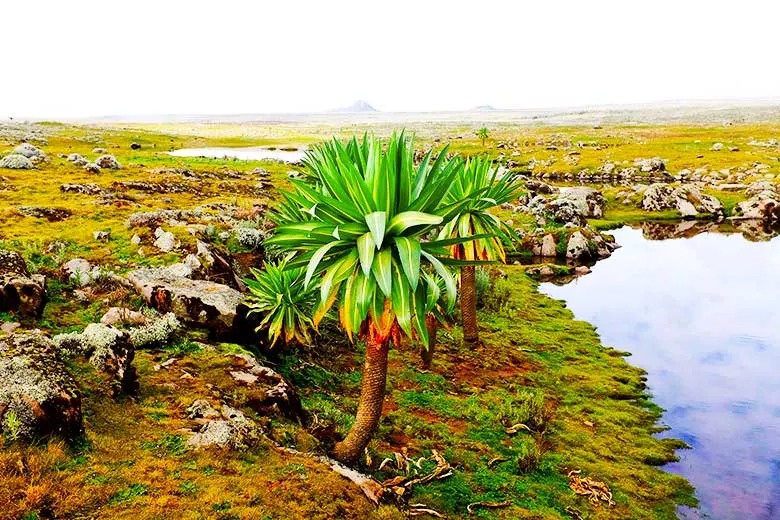 10-day Ethiopia Harar tour focus across Ethiopia Guided time in Omo Valley