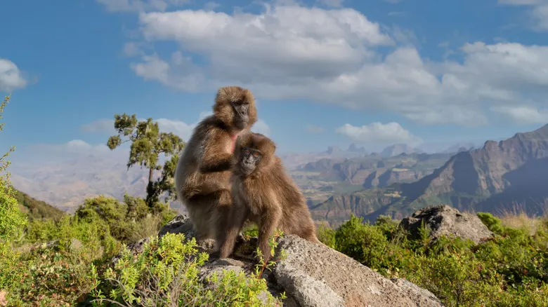 9-day Addis Ababa cost focus across  Bale Mountains National Park On Ethiopia Safaris