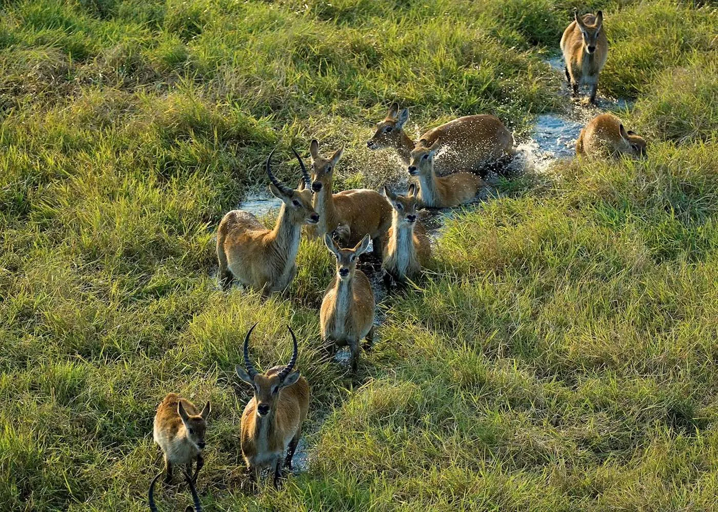 10-day Mosi-oa-Tunya itineraries focus across South Luangwa National Park On Zambia Safaris