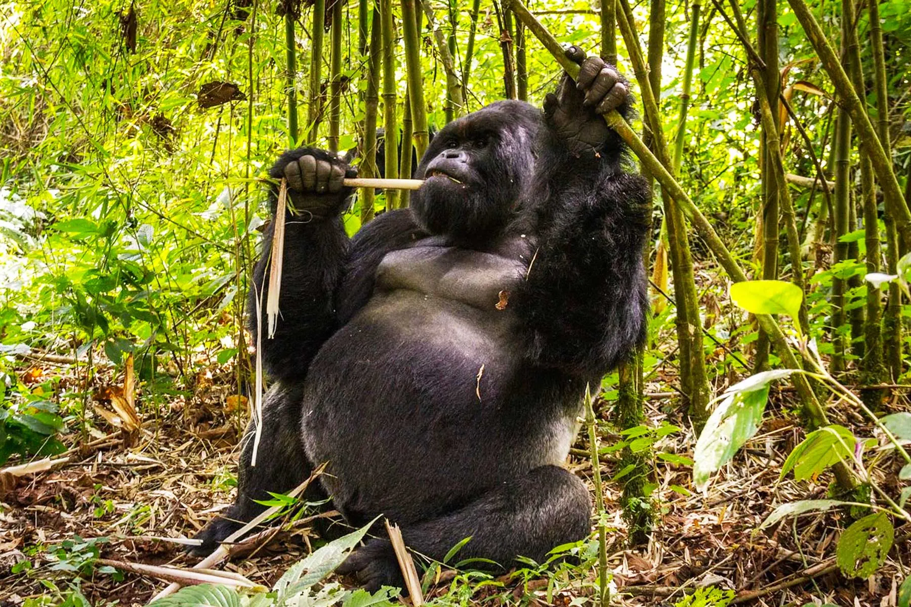 8-day Mikeno canoe safari focus across  Kahuzi-Biega National Park On Dr Congo Safari